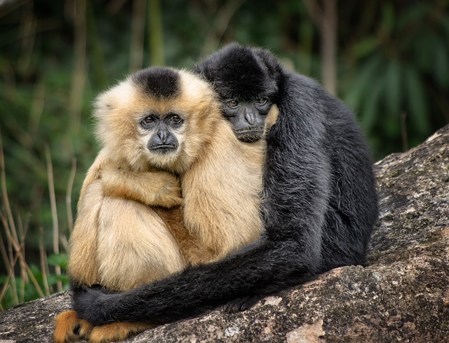 Singe calin environnement